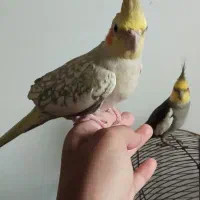 عروس هلندی|پرنده|اطاقور, |دیوار