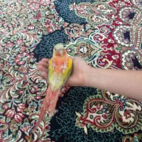 گرینچیک|پرنده|محمدشهر, همایون ویلا|دیوار