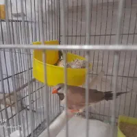 یک جفت کرواتی ویک جفت بنگالی نروماده سالم وسرحال