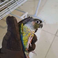 دو عددگرینچیک نر بالغ|پرنده|تهران, آزادشهر|دیوار