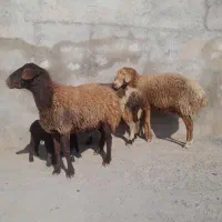 سه راس. میش جوان. تازه از شیره صاف دو زائد.