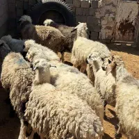 فروش ۱۰راس میش خوش قیمت|حیوانات مزرعه|شیراز, ارم|دیوار
