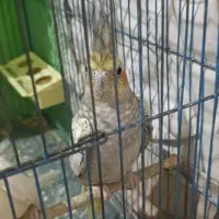 عروس هلندی