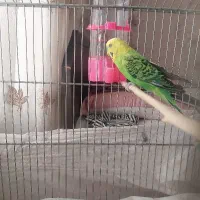 مرغ عشق نر