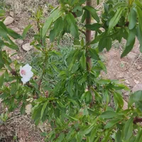 فروش باغ فنس شده قره بلاغ|فروش زمین و ملک کلنگی|میانه, |دیوار