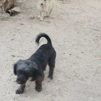 سگ پاکوتاه