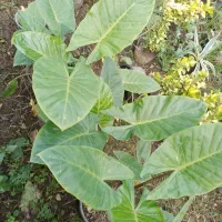 انواع گل حیاطی وداخل منزل|گل و گیاه طبیعی|رامسر, |دیوار