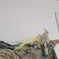 عروس هلندی مولد سخنگو