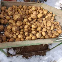 فروش سیب زمینی نو لوکس بازار پسند