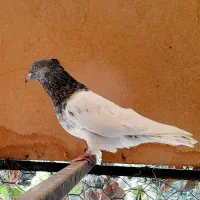 کبوتر کله سبز و هفترنگ نر و ماده و جوجه|پرنده|مشهد, شهرک ابوذر|دیوار