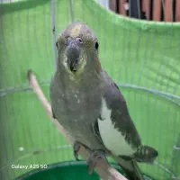 عروس هلندی|پرنده|رشت, پیرسرا|دیوار