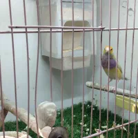 فنچ گلدین ماده