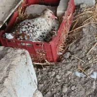 مرغ کرچ گلین