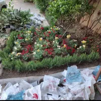 خدمات باغبانی گل کاری هرسکاری وتعویض خاک گلدون|خدمات باغبانی و درختکاری|تهران, قیطریه|دیوار