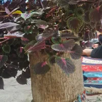 گل طبیعی