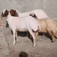 یک راس شاه میش زاییده دوباره آبستن