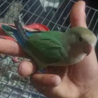 طوطی