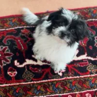 شیتزو مالتیز