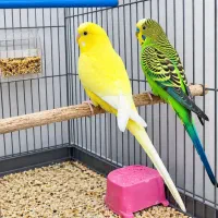 عروس هلندی و مرغ عشق