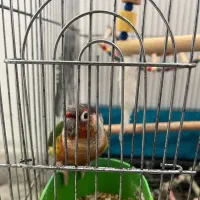 گرینچیک یلو رد مولد|پرنده|ساری, |دیوار