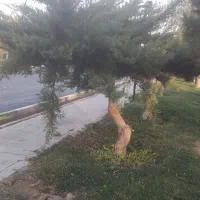 اجاره مغازه