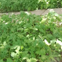 شتیل گوجه|گل و گیاه طبیعی|کشاورز, |دیوار