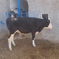 گاو .نوبر.تلیسه. گوساله ماده|حیوانات مزرعه|مرودشت, شهرک مهدیه|دیوار