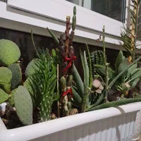 ۹ مدل کاکتوس