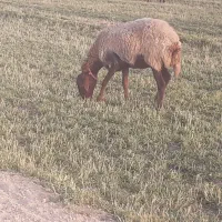 پنج راس میش و شیشک|حیوانات مزرعه|گلپایگان, |دیوار