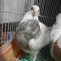 طوقی هفت رنگ