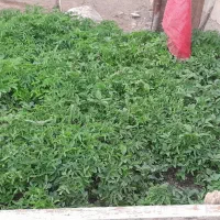تولکی تماته