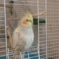 عروس هلندی رام پرنده|پرنده|تهران, سردارجنگل|دیوار