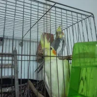 یه جفت عروس هلندی