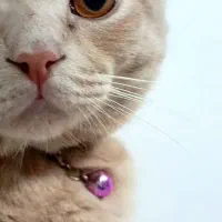 اسکاتیش نر جهت جفتگیری