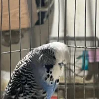 یک جفت مرغ عشق انگلیسی گرید a