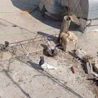 کبوتر|پرنده|شیراز, سفیرشمالی|دیوار