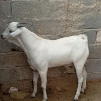 فروش چکل صومال سن ۱۱ماهه