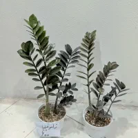 گل و گیاه آپارتمانی و زینتی|گل و گیاه طبیعی|قزوین, |دیوار