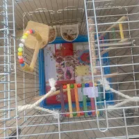 قفس پرنده طوطی سان|لوازم جانبی حیوانات|قم, بکایی|دیوار