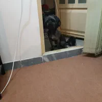 سگ خانگی نژاد شیتزو ،۱ساله