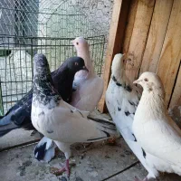 کفتر|پرنده|قم, شهید صیاد شیرازی|دیوار