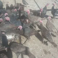 بوقلمون و تعدادی خروس|حیوانات مزرعه|زرنه, |دیوار