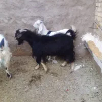 چپش وکهره ماده|حیوانات مزرعه|جویم, |دیوار