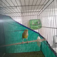 قناری سو قدیم|پرنده|همدان, |دیوار