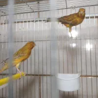قناری مرغ عشق عروس هلندی فنچ|پرنده|خمینیشهر, |دیوار