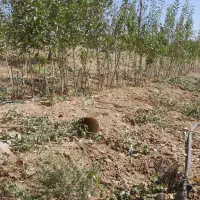 پیوند و هرس|خدمات باغبانی و درختکاری|شهرکرد, |دیوار