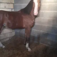 کره مادیون درشوری