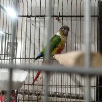 طوطی|پرنده|شادگان, |دیوار