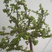 گل بونسای خرفه ای کالانکوا