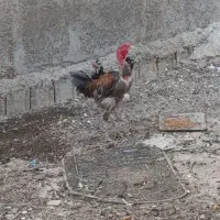 فروش خروس لاری گردن لخت  بندر دیر